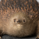 Sonic and…meeeee?